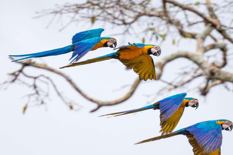 EXCURSION MACAWS CHUNCHO 4J/3N