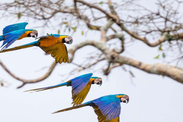 EXCURSION MACAWS CHUNCHO 4J/3N