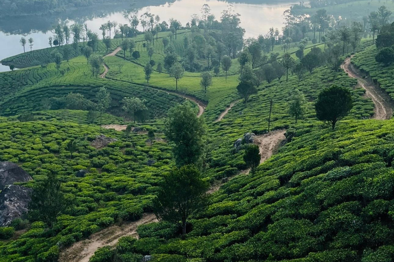 De Kochi a Munnar: Eravikulam, finca de té y cascadas