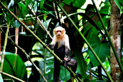 Tortuguero: Kanutour und Wildtierbeobachtung