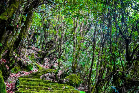 Katmandu: Jamacho( Nagarjung Danda) DagsvandringJamacho vandringsexpedition