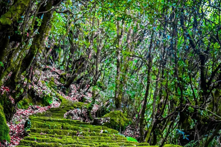 Katmandu: Jamacho( Nagarjung Danda) DagsvandringJamacho vandringsexpedition