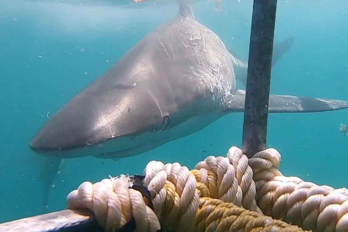 Gansbaai: Shark Cage Diving and Shark Viewing Boat Trip