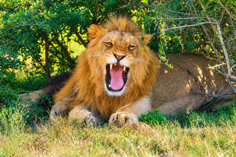 Schotia Safari – Big 5 Experience with High Lion Sightings