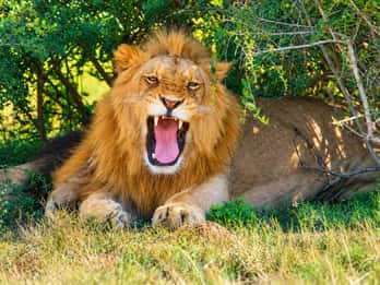 Schotia Big 5 safari