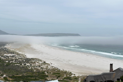 From Cape Town: Cape of Good Hope and Penguins Shared Tour