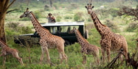 Safari Tarangire, Serengeti, Cratere e Mirany-Mid-range - Housity