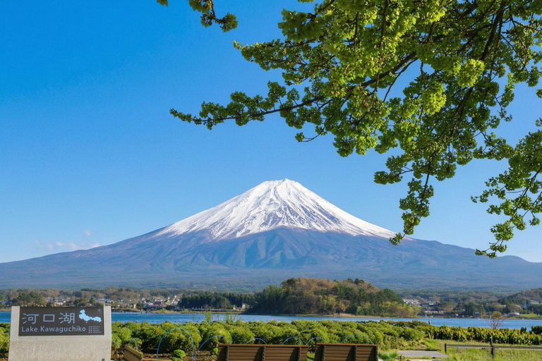 Tokyo: Mt Fuji & Oishi Park, Oshino Hakkai, Chureito Pagoda Free Karaage Chicken Set | Tokyo Station 8:00AM