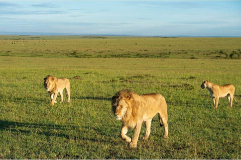 Nairobi: 3-Day epic trip to Maasai Mara Reserve with meals 3 days, 2 nights private safari to Mara in a tourist VAN