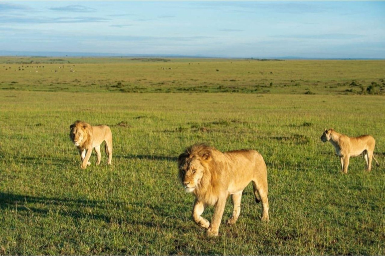 Nairobi: 3-Day epic trip to Maasai Mara Reserve with meals 3 days, 2 nights private safari to Mara in a tourist VAN