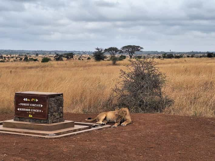 Nairobi Nationalpark Sheldrick Wildlife Trust Und Giraffe Center