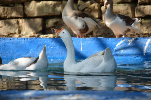 Alanya: Excursão Mix em autocarro Cabrio, Lion Safari, passeio de barco com almoçoAlanya: Excursão mista em autocarro Cabrio, Lion Safari, passeio de barco com almoço