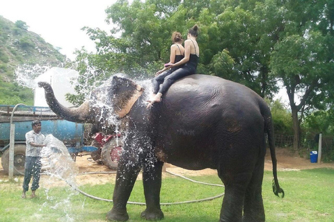 Jaipur: Hathigao Elephant Village Ride, Feeding, & Photos Riding, Feeding, Climbing And Photography with Elephant