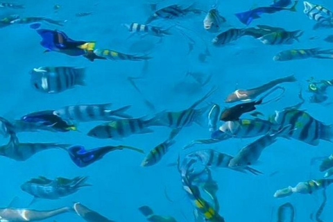 Zanzibar: Blå lagunen, sjöstjärnor och Jozani-skogenTransfer till hotell var som helst på Zanzibar