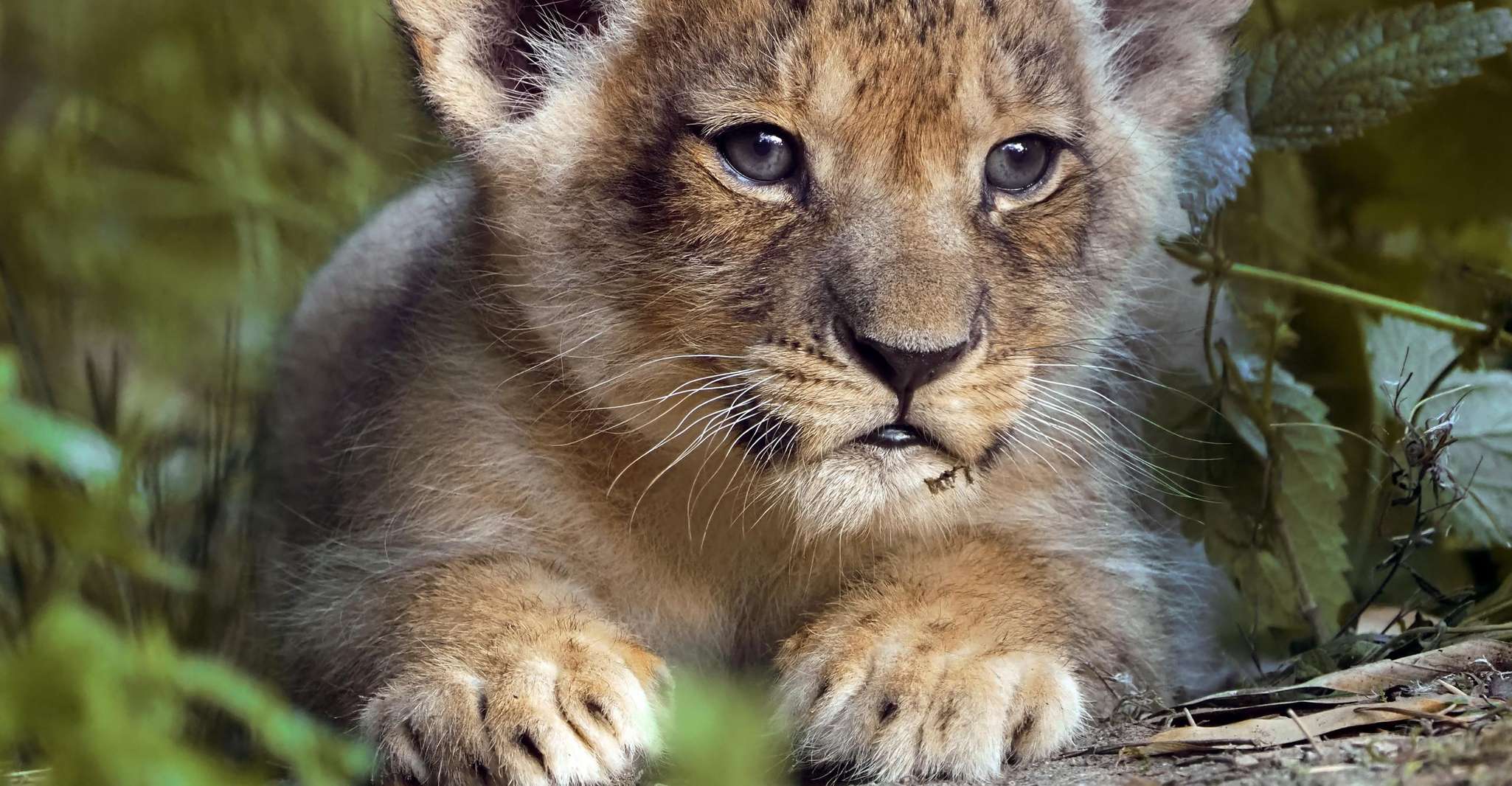 Hilvarenbeek, Safaripark Beekse Bergen Entry Ticket - Housity
