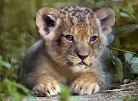Hilvarenbeek, Safaripark Beekse Bergen Entry Ticket - Housity