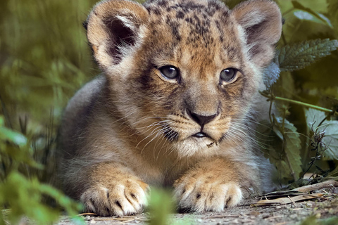 هيلفارينبيك: تذكرة دخول Safaripark Beekse Bergen