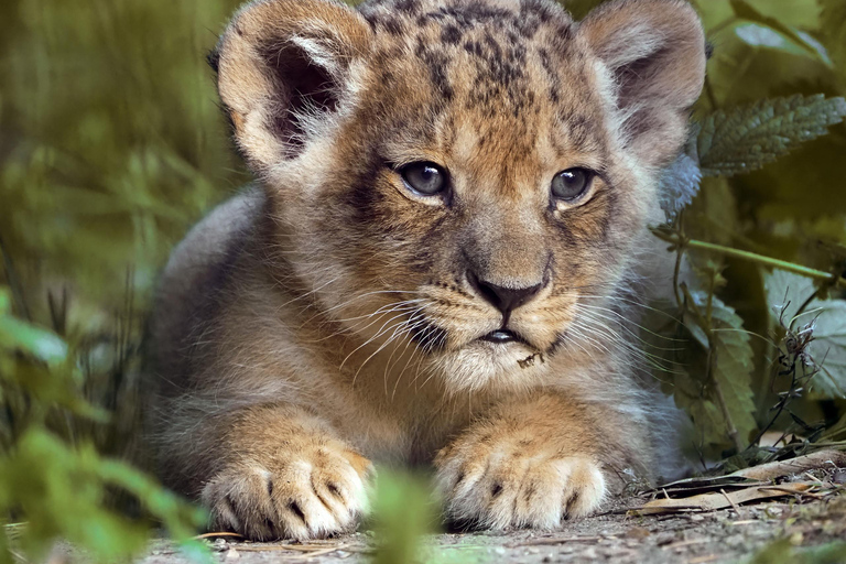 هيلفارينبيك: تذكرة دخول Safaripark Beekse Bergen