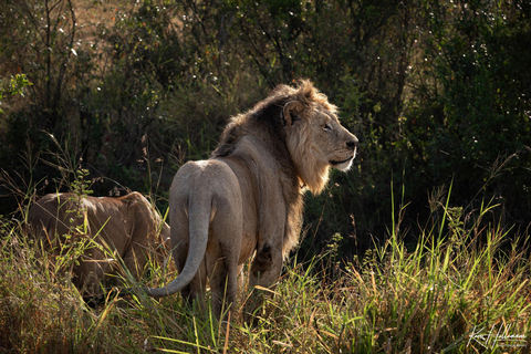 Nairobi: Safari de 3 dias em Maasai Mara com alojamento.AW