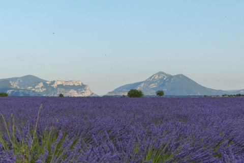 Alpes salvajes, Cañón del Verdon, pueblo de Moustiers, campos de lavanda