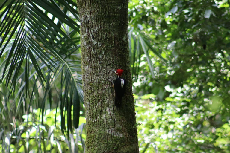 Panama City: Tour a piedi del Parco Nazionale di SoberaniaCittà di Panama: tour escursionistico del Parco Nazionale di Soberania