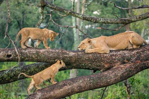 Tansania: 8-tägige Luxus-Safari im Norden mit Unterkunft