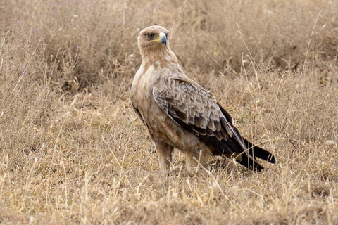 Parque Nacional de Tanzania: 2 días 1 noche Selous desde zanzíbar