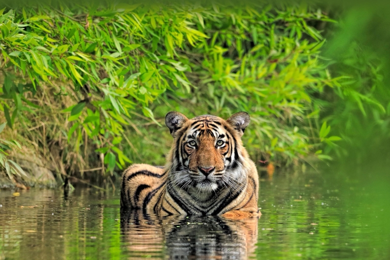 Safari w dżungli i wizyta w 08 miejscach światowego dziedzictwa UNESCOSafari w dżungli i wizyta w 08 miejscach wpisanych na listę dziedzictwa UNESCO