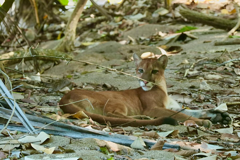 Parc national du Corcovado, station San Pedrillo, randonnée d&#039;une journée