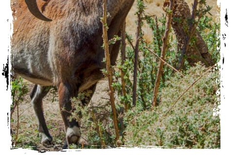 Z Gondaru: 4-dniowa wycieczka trekkingowa w góry Simien