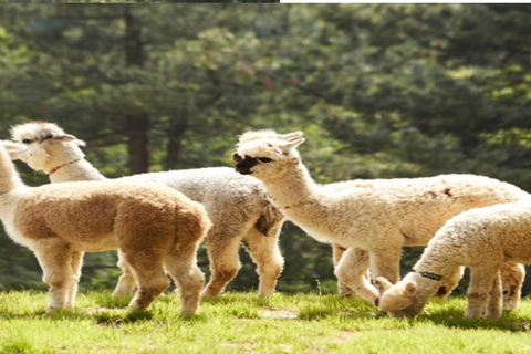 Alpaca World+Nami Island_Privat guidning