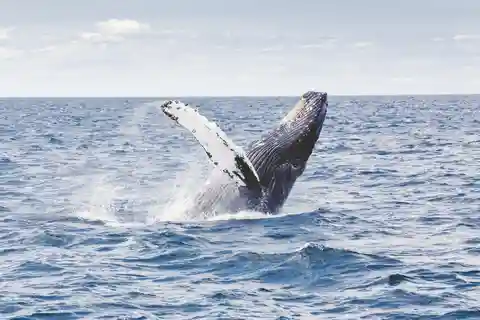 Lyngen Alps: Whale Watching VIP Boat Tour with Lunch