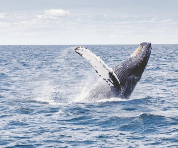 Lyngen Alps: Whale Watching VIP Boat Tour with Lunch