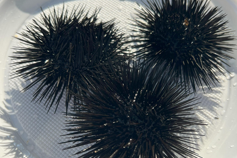 Da Podgorica: trasferimento a Budva e gita in barca a St Stefan