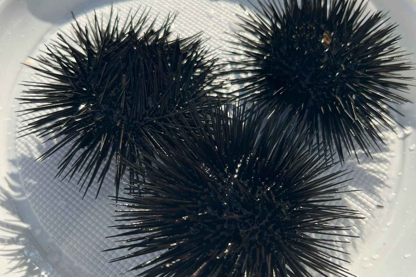 From Podgorica: Transfer to Budva and Boat Trip to St Stefan