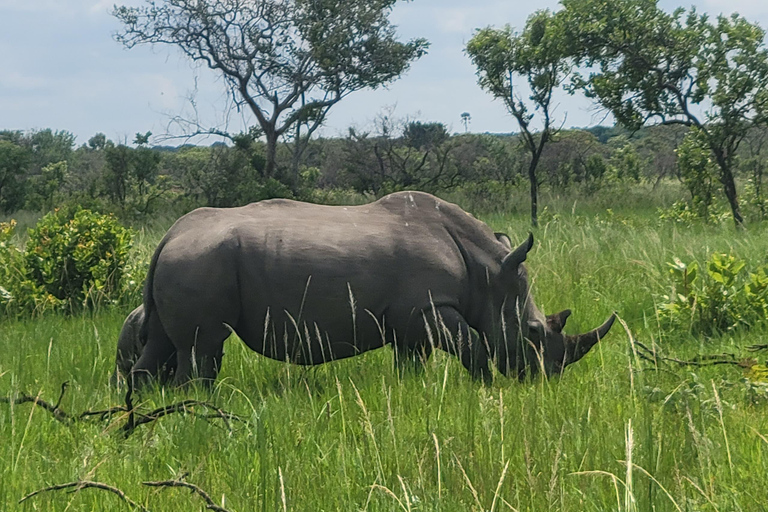 From Kampala: Ziwa Rhino Sanctuary Day Tour with Lunch