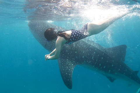 Cebu: Whale Shark Swimming and Kawasan Falls Canyoneering