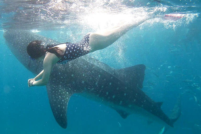 Cebú: Natación con tiburón ballena y barranquismo en las cataratas Kawasan