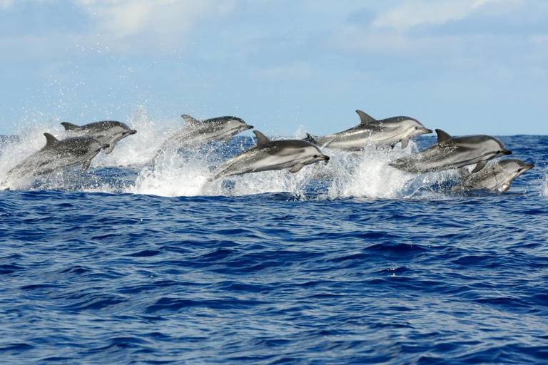 Zanzibar : Prison Island Spice Tour. Observation des dauphins avec déjeuner