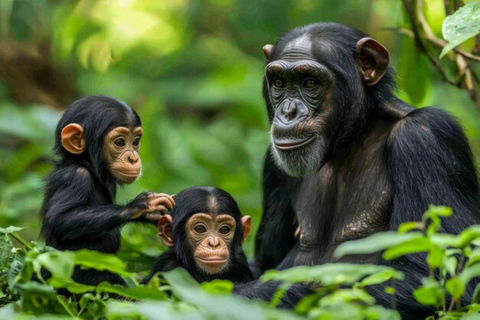 From Kigali: Nyungwe National Park 2-Day Tour with Zipline 2 Day Chimpanzee Trek, Canopy Walk, Zipline & Waterfall Tour