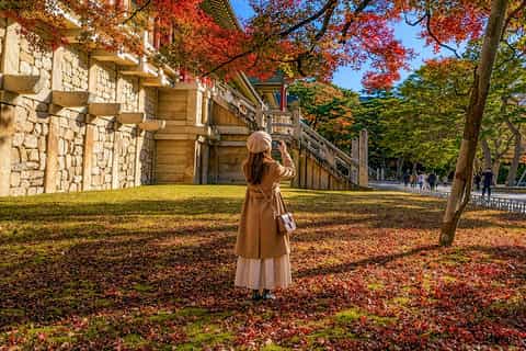 Gyeongju Autumn Foliage & Pink Muhly Tour from Busan - Image 3