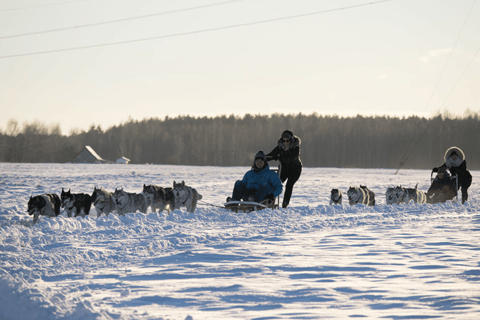 Riga: Husky-Hundeschlittenfahrt erleben