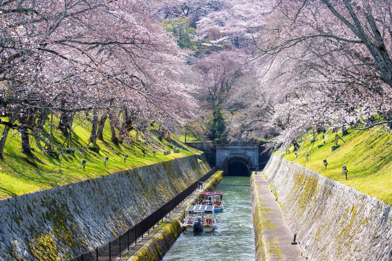 From Osaka: Kyoto Temples, Shrines & Cherry Blossom Day Trip