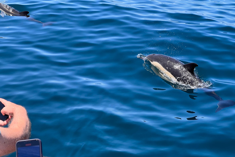 De Portimão : Observation des dauphins et du littoral de Lagos avec un biologiste