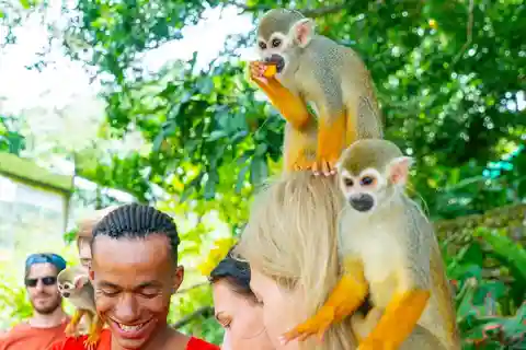 Punta Cana Monkey Land Zip Line With a tasting of plantation