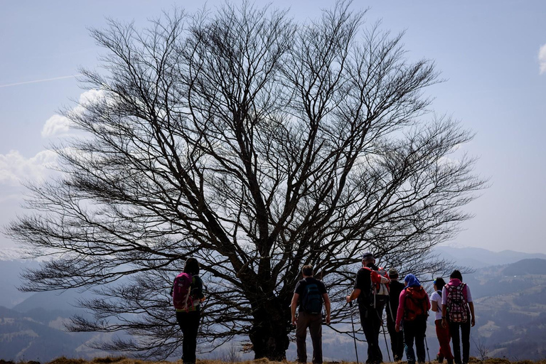 Brașov: Bear Sanctuary Private Tour with Entry Ticket
