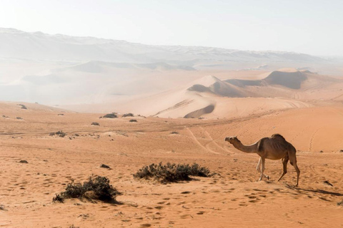 Desde Mascate: 2 días, 1 noche en Ras Al Hadd