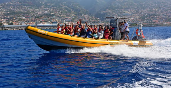Funchal: Whale and Dolphin Watching Speed Boat Tour