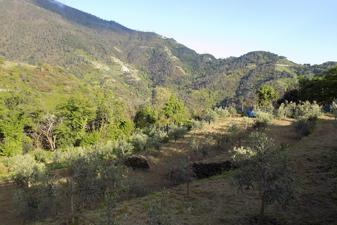 Vernazza: Olive Grove Tour and 5 Terre Olive Oil and Wine Tasting Vernazza (5 Terre): olive grove tour and oil and wine tasting