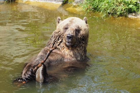 Arbesbach Bear Forest: Ticket Bärenwald Arbesbach: Ticket